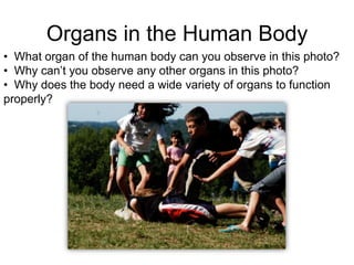 Organs in the Human Body
• What organ of the human body can you observe in this photo?
• Why can’t you observe any other organs in this photo?
• Why does the body need a wide variety of organs to function
properly?
 