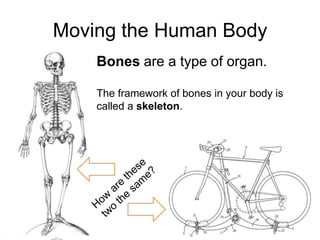 Moving the Human Body
    Bones are a type of organ.

    The framework of bones in your body is
    called a skeleton.
 