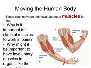 Moving the Human Body
 Bones can’t move on their own, you need muscles for
 that.
• Why is it
important for
skeletal muscles
to work in pairs?
• Why might it
be important to
have involuntary
muscles in
organs like the
 