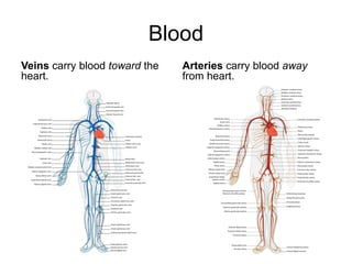 Blood
Veins carry blood toward the   Arteries carry blood away
heart.                         from heart.
 