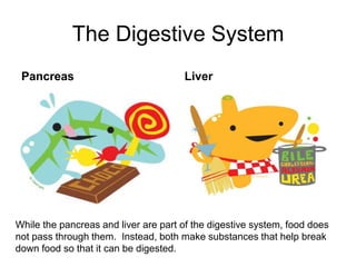 The Digestive System
 Pancreas                             Liver




While the pancreas and liver are part of the digestive system, food does
not pass through them. Instead, both make substances that help break
down food so that it can be digested.
 