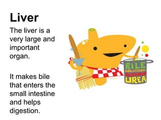 Liver
The liver is a
very large and
important
organ.

It makes bile
that enters the
small intestine
and helps
digestion.
 