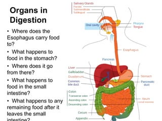 Organs in
 Digestion
• Where does the
Esophagus carry food
to?
• What happens to
food in the stomach?
• Where does it go
from there?
• What happens to
food in the small
intestine?
• What happens to any
remaining food after it
leaves the small
 