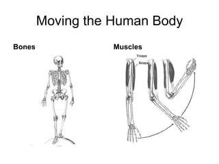 Moving the Human Body
Bones              Muscles
 