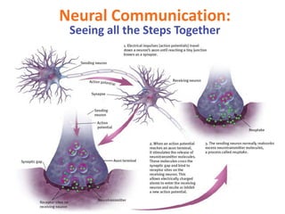 Seeing all the Steps Together
Neural Communication:
 