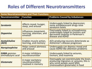 Some Neurotransmitters and Their Functions
Neurotransmitter Function Problems Caused by Imbalances
Roles of Different Neurotransmitters
Serotonin Affects mood, hunger,
sleep, and arousal
Undersupply linked to depression;
some antidepressant drugs raise
serotonin levels
Dopamine
Influences movement,
learning, attention, and
emotion
Oversupply linked to schizophrenia;
undersupply linked to tremors and
decreased mobility in Parkinson’s
disease and ADHD
Acetylcholine
(ACh)
Enables muscle action,
learning, and memory
ACh-producing neurons deteriorate as
Alzheimer’s disease progresses
Norepinephrine Helps control alertness
and arousal
Undersupply can depress mood and
cause ADHD-like attention problems
GABA gamma-
aminobutyric acid
A major inhibitory
neurotransmitter
Undersupply linked to seizures,
tremors, and insomnia
Glutamate
A major excitatory
neurotransmitter;
involved in memory
Oversupply can overstimulate the brain,
producing migraines or seizures; this is
why some people avoid MSG
(monosodium glutamate) in food
 