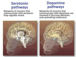 Serotonin
pathways
Networks of neurons that
communicate with serotonin
help regulate mood.
Networks of neurons that
communicate with dopamine are
involved in focusing attention
and controlling movement.
Dopamine
pathways
 