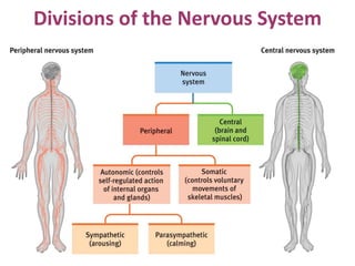 Divisions of the Nervous System
 