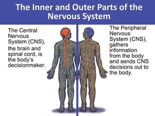 The Inner and Outer Parts of the
Nervous System
The Central
Nervous
System (CNS),
the brain and
spinal cord, is
the body’s
decisionmaker.
The Peripheral
Nervous
System (CNS),
gathers
information
from the body
and sends CNS
decisions out to
the body.
 