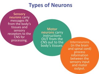 Types of Neurons
Sensory
neurons carry
messages IN
from the body’s
tissues and
sensory
receptors to the
CNS for
processing.
Motor
neurons carry
instructions
OUT from the
CNS out to the
body’s tissues.
Interneurons
(in the brain
and spinal cord)
process
information
between the
sensory input
and motor
output.
 