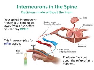 Interneurons in the Spine
Decisions made without the brain
Your spine’s interneurons
trigger your hand to pull
away from a fire before
you can say OUCH!
This is an example of a
reflex action.
The brain finds out
about the reflex after it
happens.
 