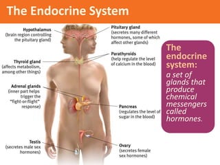 The Endocrine System
The
endocrine
system:
a set of
glands that
produce
chemical
messengers
called
hormones.
 