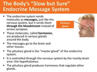 The Body’s “Slow but Sure”
Endocrine Message System
 The endocrine system sends
molecules as messages, just like the
nervous system, but it sends them
through the bloodstream instead of
across synapses.
 These molecules, called hormones,
are produced in various glands
around the body.
 The messages go to the brain and
other tissues.
Pituitary
gland
 The pituitary gland is the “master gland” of the endocrine
system.
 It is controlled through the nervous system by the nearby brain
area--the hypothalamus.
 The pituitary gland produces hormones that regulate other
glands.
 