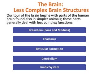 The Brain:
Less Complex Brain Structures
Our tour of the brain begins with parts of the human
brain found also in simpler animals; these parts
generally deal with less complex functions:
Brainstem (Pons and Medulla)
Thalamus
Reticular Formation
Cerebellum
Limbic System
 