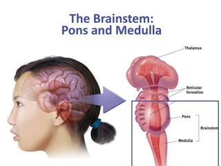 The Brainstem:
Pons and Medulla
 