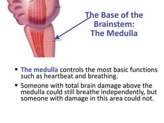 The Base of the
Brainstem:
The Medulla
 The medulla controls the most basic functions
such as heartbeat and breathing.
 Someone with total brain damage above the
medulla could still breathe independently, but
someone with damage in this area could not.
 