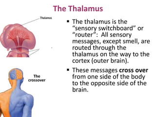 The Thalamus
 The thalamus is the
“sensory switchboard” or
“router”: All sensory
messages, except smell, are
routed through the
thalamus on the way to the
cortex (outer brain).
 These messages cross over
from one side of the body
to the opposite side of the
brain.
The
crossover
 