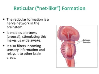Reticular (“net-like”) Formation
 The reticular formation is a
nerve network in the
brainstem.
 It enables alertness
(arousal); stimulating this
makes us wide awake.
 It also filters incoming
sensory information and
relays it to other brain
areas.
 