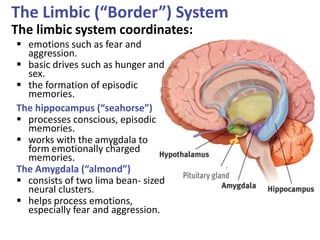  emotions such as fear and
aggression.
 basic drives such as hunger and
sex.
 the formation of episodic
memories.
The hippocampus (“seahorse”)
 processes conscious, episodic
memories.
 works with the amygdala to
form emotionally charged
memories.
The Amygdala (“almond”)
 consists of two lima bean- sized
neural clusters.
 helps process emotions,
especially fear and aggression.
The Limbic (“Border”) System
The limbic system coordinates:
 