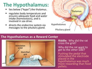  lies below (“hypo”) the thalamus.
 regulates body temperature and
ensures adequate food and water
intake (homeostasis), and is
involved in sex drive.
 directs the endocrine system via
messages to the pituitary gland.
The Hypothalamus:
Thalamus
Riddle: Why did the rat
cross the grid?
Why did the rat want to
get to the other side?
The Hypothalamus as a Reward Center
Pushing the pedal that
stimulated the electrode
placed in the
hypothalamus was much
more rewarding than food
pellets.
 