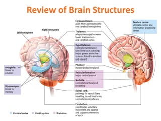 Review of Brain Structures
 