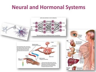 Neural and Hormonal Systems
 