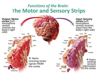 Input: Sensory
cortex (Left
hemisphere
section receives
input from the
body’s right side)
Output: Motor
cortex (Left
hemisphere
section
controls the
body’s right
side)
Functions of the Brain:
The Motor and Sensory Strips
 Axons
receiving motor
signals FROM
the cortex
Axons
sending
sensory
information
TO the cortex
 
