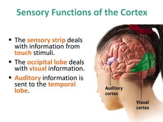 Sensory Functions of the Cortex
 The sensory strip deals
with information from
touch stimuli.
 The occipital lobe deals
with visual information.
 Auditory information is
sent to the temporal
lobe.
 