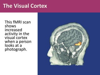 The Visual Cortex
This fMRI scan
shows
increased
activity in the
visual cortex
when a person
looks at a
photograph.
 