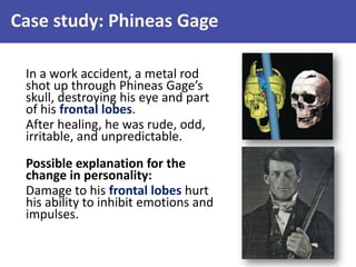 Case study: Phineas Gage
In a work accident, a metal rod
shot up through Phineas Gage’s
skull, destroying his eye and part
of his frontal lobes.
After healing, he was rude, odd,
irritable, and unpredictable.
Possible explanation for the
change in personality:
Damage to his frontal lobes hurt
his ability to inhibit emotions and
impulses.
 