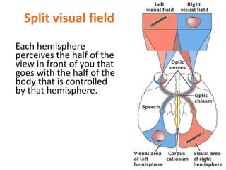 Split visual field
Each hemisphere
perceives the half of the
view in front of you that
goes with the half of the
body that is controlled
by that hemisphere.
 