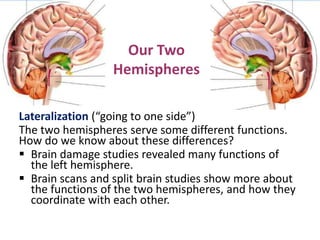 Our Two
Hemispheres
Lateralization (“going to one side”)
The two hemispheres serve some different functions.
How do we know about these differences?
 Brain damage studies revealed many functions of
the left hemisphere.
 Brain scans and split brain studies show more about
the functions of the two hemispheres, and how they
coordinate with each other.
 