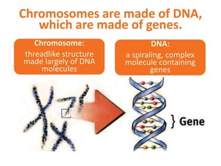 Chromosomes are made of DNA,
which are made of genes.
}
Chromosome:
threadlike structure
made largely of DNA
molecules
DNA:
a spiraling, complex
molecule containing
genes
 