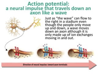 Action potential:
a neural impulse that travels down an
axon like a wave
Just as “the wave” can flow to
the right in a stadium even
though the people only move
up and down, a wave moves
down an axon although it is
only made up of ion exchanges
moving in and out.
 
