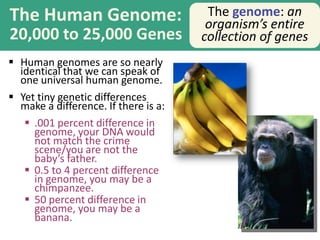 The Human Genome:
20,000 to 25,000 Genes
 Human genomes are so nearly
identical that we can speak of
one universal human genome.
 Yet tiny genetic differences
make a difference. If there is a:
 .001 percent difference in
genome, your DNA would
not match the crime
scene/you are not the
baby’s father.
 0.5 to 4 percent difference
in genome, you may be a
chimpanzee.
 50 percent difference in
genome, you may be a
banana.
The genome: an
organism’s entire
collection of genes
 