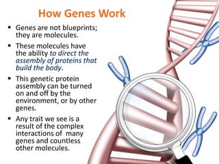 How Genes Work
 Genes are not blueprints;
they are molecules.
 These molecules have
the ability to direct the
assembly of proteins that
build the body.
 This genetic protein
assembly can be turned
on and off by the
environment, or by other
genes.
 Any trait we see is a
result of the complex
interactions of many
genes and countless
other molecules.
 