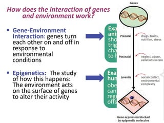  Gene-Environment
Interaction: genes turn
each other on and off in
response to
environmental
conditions
 Epigenetics: The study
of how this happens:
The environment acts
on the surface of genes
to alter their activity
How does the interaction of genes
and environment work?
Example in
animals:
shortened daylight
triggers animals to
change fur color or
to hibernate
Example in
humans:
obesity in adults
can turn off weight
regulation genes in
offspring
 