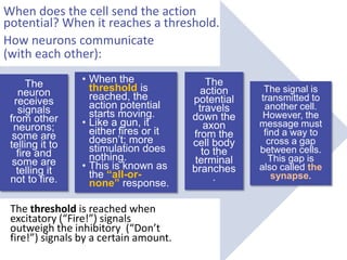 The
neuron
receives
signals
from other
neurons;
some are
telling it to
fire and
some are
telling it
not to fire.
• When the
threshold is
reached, the
action potential
starts moving.
• Like a gun, it
either fires or it
doesn’t; more
stimulation does
nothing.
• This is known as
the “all-or-
none” response.
The
action
potential
travels
down the
axon
from the
cell body
to the
terminal
branches
.
The signal is
transmitted to
another cell.
However, the
message must
find a way to
cross a gap
between cells.
This gap is
also called the
synapse.
How neurons communicate
(with each other):
When does the cell send the action
potential? When it reaches a threshold.
The threshold is reached when
excitatory (“Fire!”) signals
outweigh the inhibitory (“Don’t
fire!”) signals by a certain amount.
 