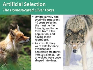 71
 Dmitri Balyaev and
Lyudmila Trut spent
40 years selecting
the most gentle,
friendly, and tame
foxes from a fox
population, and
having those
reproduce.
 As a result, they
were able to shape
avoidant and
aggressive creatures
into social ones, just
as wolves were once
shaped into dogs.
Artificial Selection
The Domesticated Silver Foxes
 
