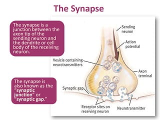 The synapse is
also known as the
“synaptic
junction” or
“synaptic gap.”
The Synapse
The synapse is a
junction between the
axon tip of the
sending neuron and
the dendrite or cell
body of the receiving
neuron.
 