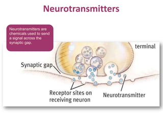 Neurotransmitters
Neurotransmitters are
chemicals used to send
a signal across the
synaptic gap.
 