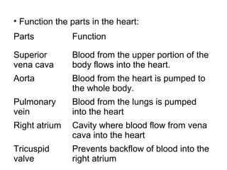 • Function the parts in the heart:
Parts Function
Superior
vena cava
Blood from the upper portion of the
body flows into the heart.
Aorta Blood from the heart is pumped to
the whole body.
Pulmonary
vein
Blood from the lungs is pumped
into the heart
Right atrium Cavity where blood flow from vena
cava into the heart
Tricuspid
valve
Prevents backflow of blood into the
right atrium
 