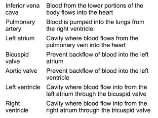 Inferior vena
cava
Blood from the lower portions of the
body flows into the heart
Pulmonary
artery
Blood is pumped into the lungs from
the right ventricle.
Left atrium Cavity where blood flows from the
pulmonary vein into the heart
Bicuspid
valve
Prevent backflow of blood into the left
atrium
Aortic valve Prevent backflow of blood into the left
ventricle
Left ventricle Cavity where blood flow into from the
left atrium through the bicuspid valve
Right
ventricle
Cavity where blood flow into from the
right atrium through the tricuspid valve
 