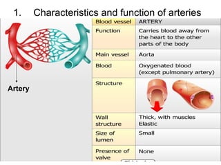 1. Characteristics and function of arteries
Artery
 