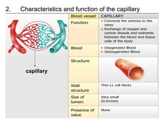 2. Characteristics and function of the capillary
capillary
 
