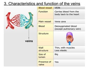 3. Characteristics and function of the veins
veins
 