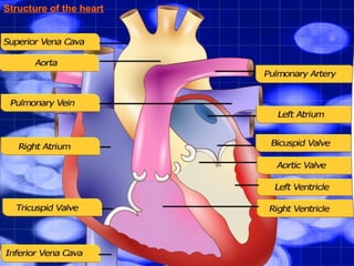 Structure of the heart
 