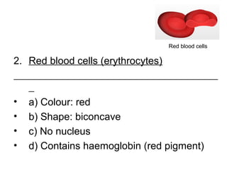 2. Red blood cells (erythrocytes)
• a) Colour: red
• b) Shape: biconcave
• c) No nucleus
• d) Contains haemoglobin (red pigment)
Red blood cells
 