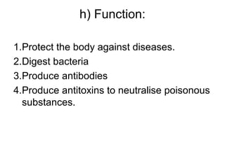 h) Function:
1.Protect the body against diseases.
2.Digest bacteria
3.Produce antibodies
4.Produce antitoxins to neutralise poisonous
substances.
 