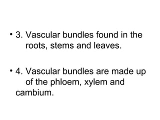 • 3. Vascular bundles found in the
roots, stems and leaves.
• 4. Vascular bundles are made up
of the phloem, xylem and
cambium.
 